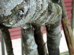 Striglocyrbasia meguae