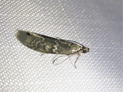Eurythmia angulella