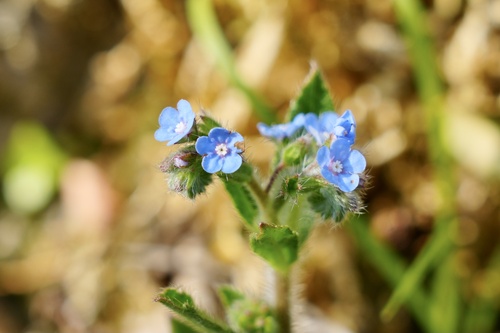 Bothriospermum kusnetzowii