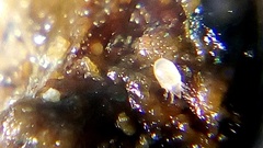 Tyrophagus putrescentiae