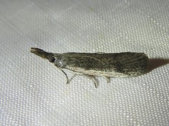 Peoria longipalpella