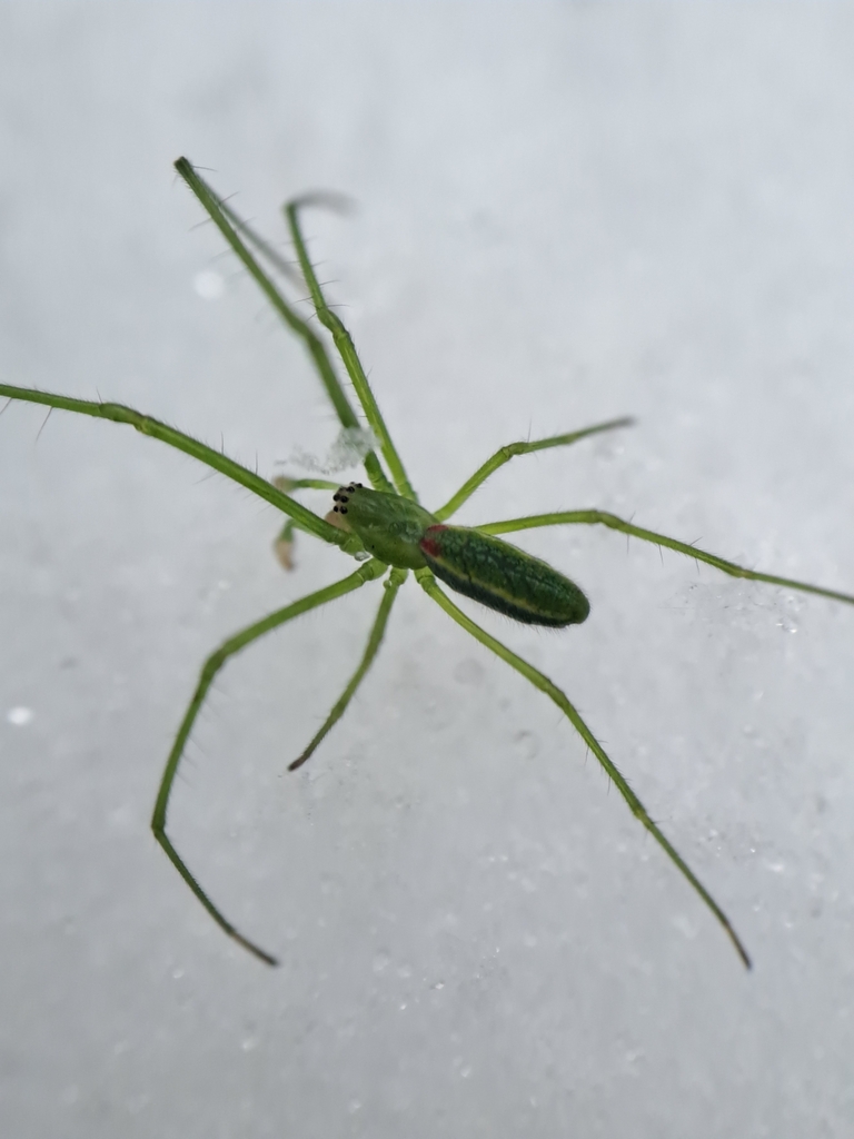 Green Long-jawed Spider