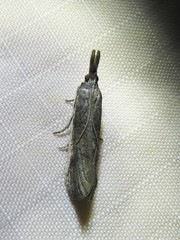 Peoria longipalpella