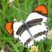 Round-winged Orange Tip - Photo (c) Ton Rulkens, some rights reserved (CC BY-SA)
