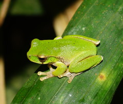 Ranoidea barringtonensis