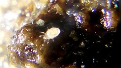 Tyrophagus putrescentiae
