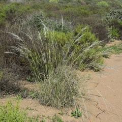 Stipagrostis ciliata