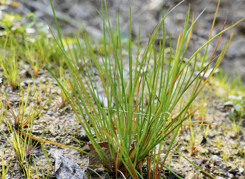 Juncus diastrophanthus iNat (1)