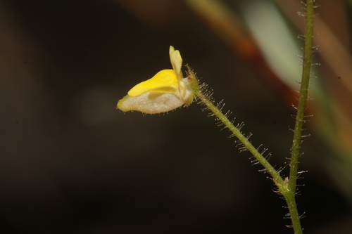 Genlisea filiformis (Genlisea filiformis)