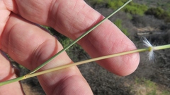 Stipagrostis ciliata