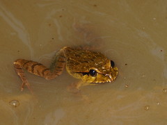 Platyplectrum fletcheri