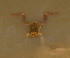 Platyplectrum fletcheri