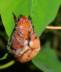 Anoplognathus velutinus
