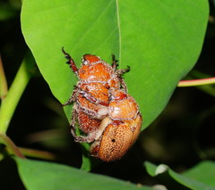 Anoplognathus velutinus