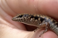 Stout Barsided Skink photo 2