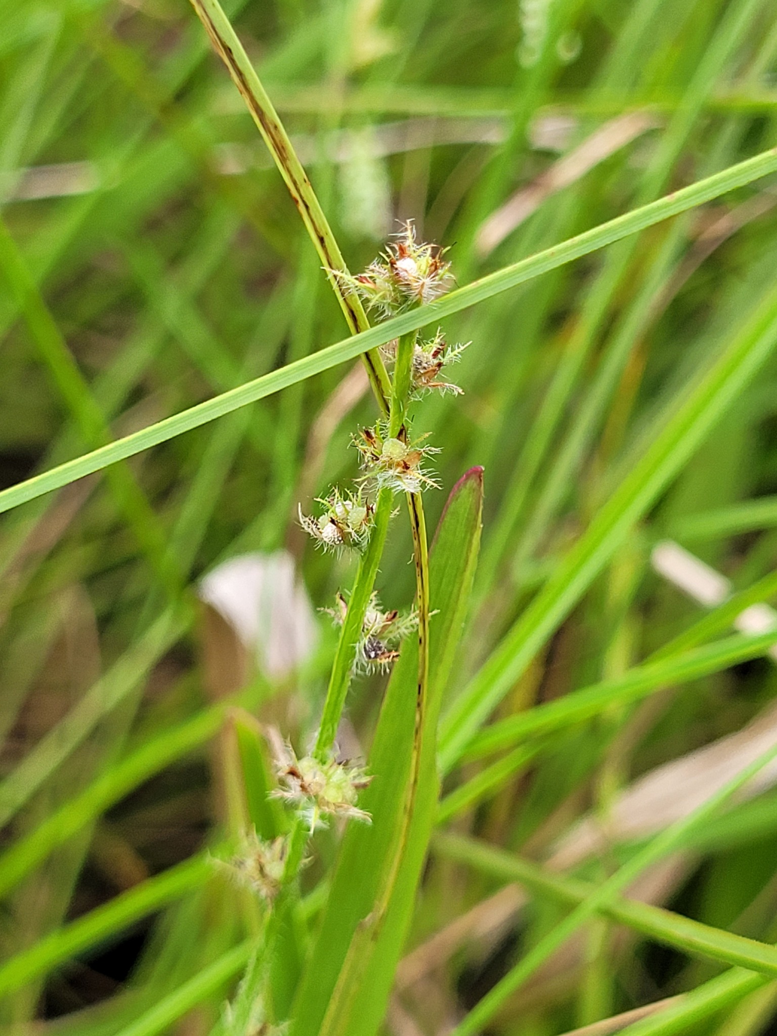 Scleria interrupta