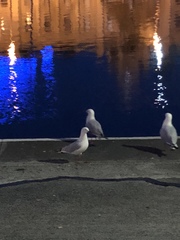 Chroicocephalus novaehollandiae