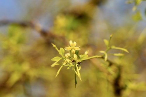 Sabia japonica iNat (1)