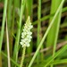 Polygala blakeana - Photo (c) Guillaume Léotard, some rights reserved (CC BY-NC), uploaded by Guillaume Léotard