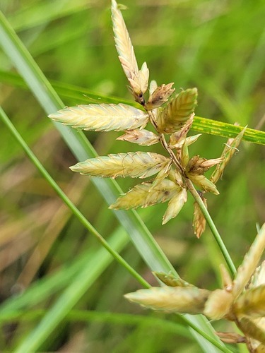 uniola flatsedge (Cyperus unioloides)