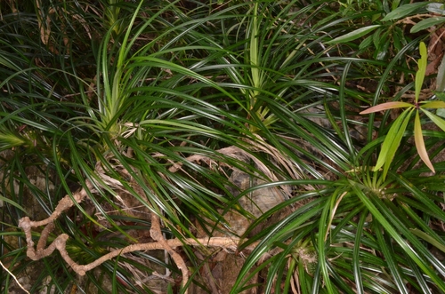 Pandanus fibrosus observed 2023-03-06