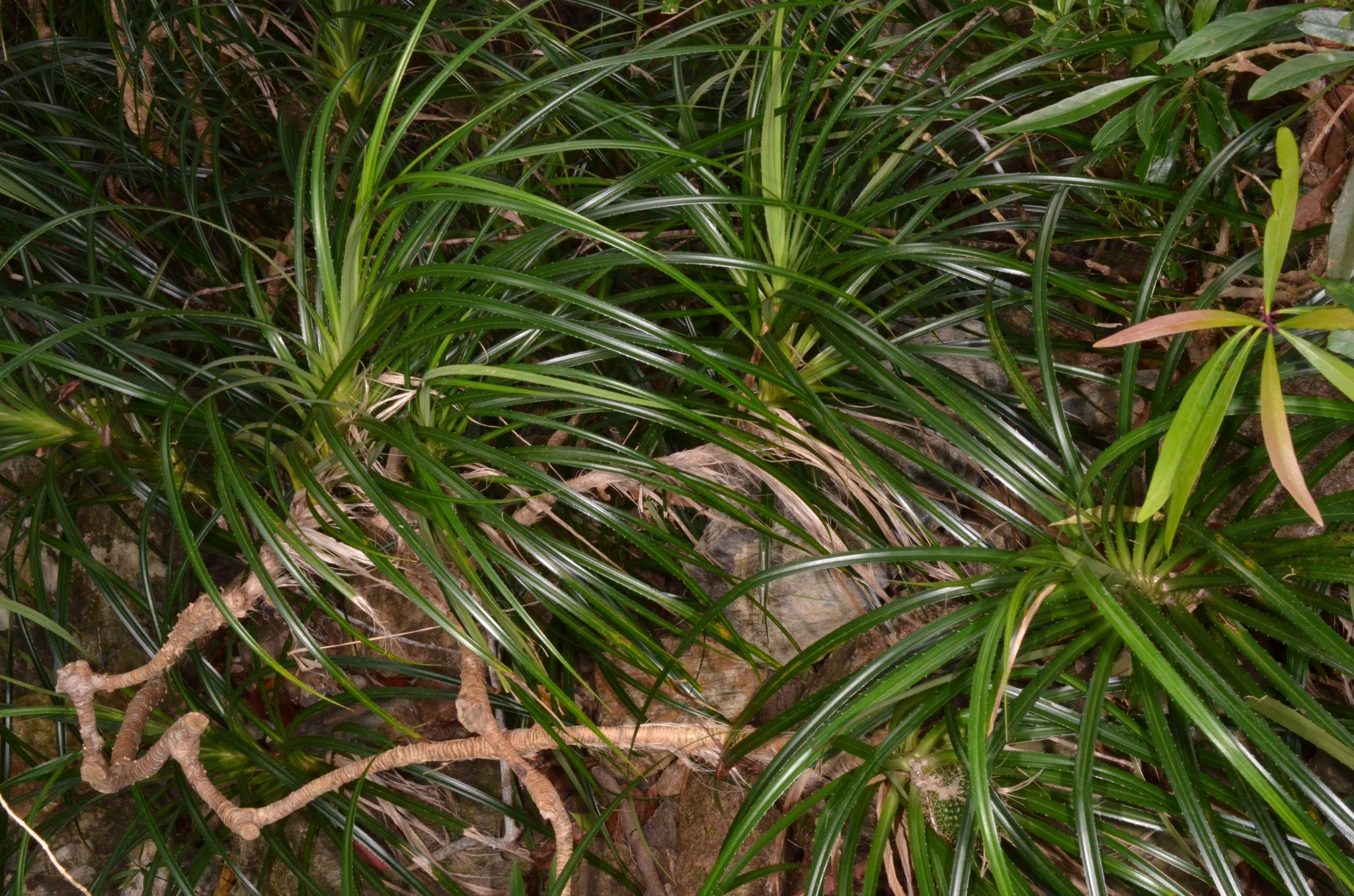Pandanus fibrosus (Pandanus fibrosus)