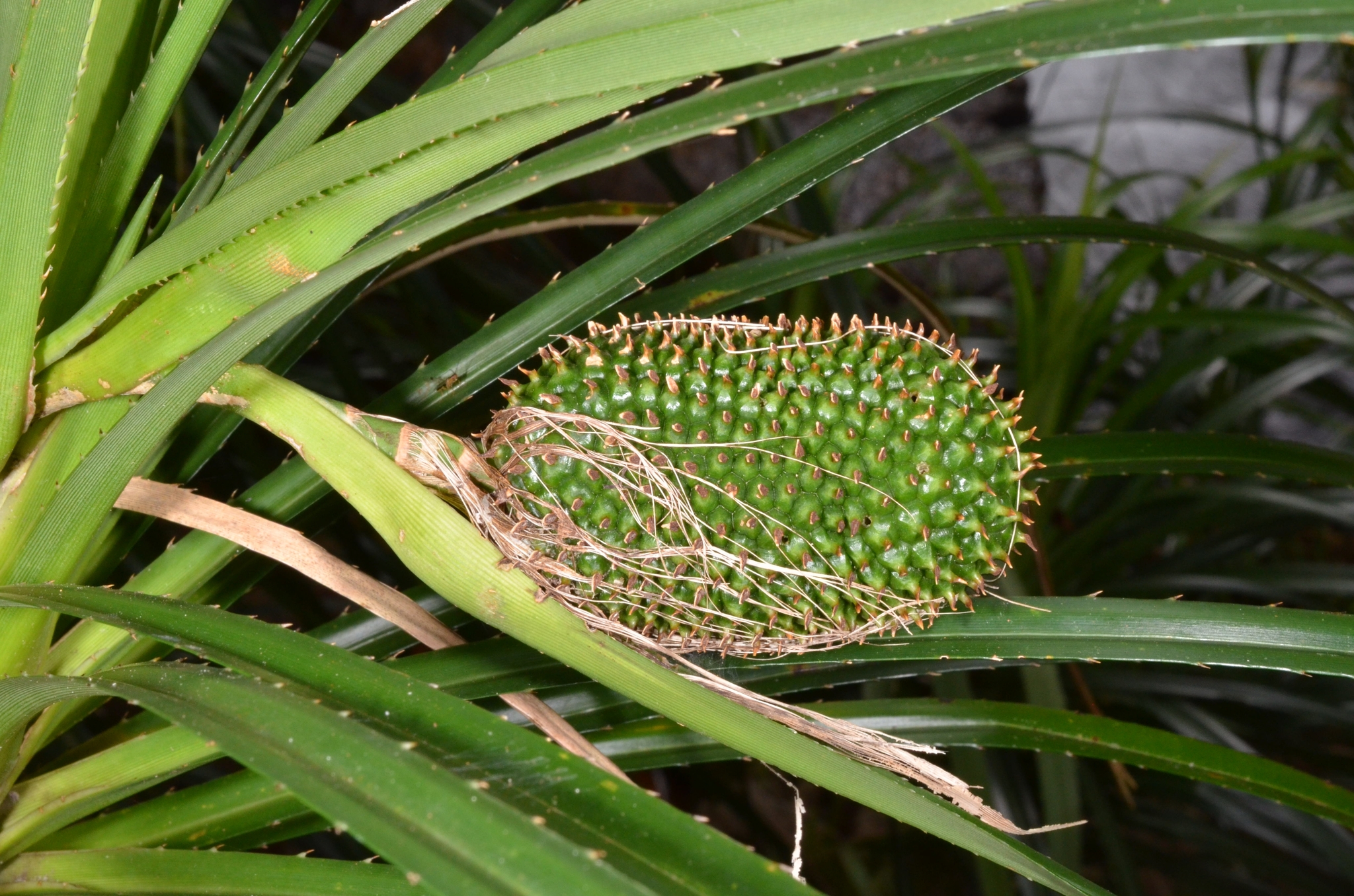 Pandanus fibrosus — ảnh 2