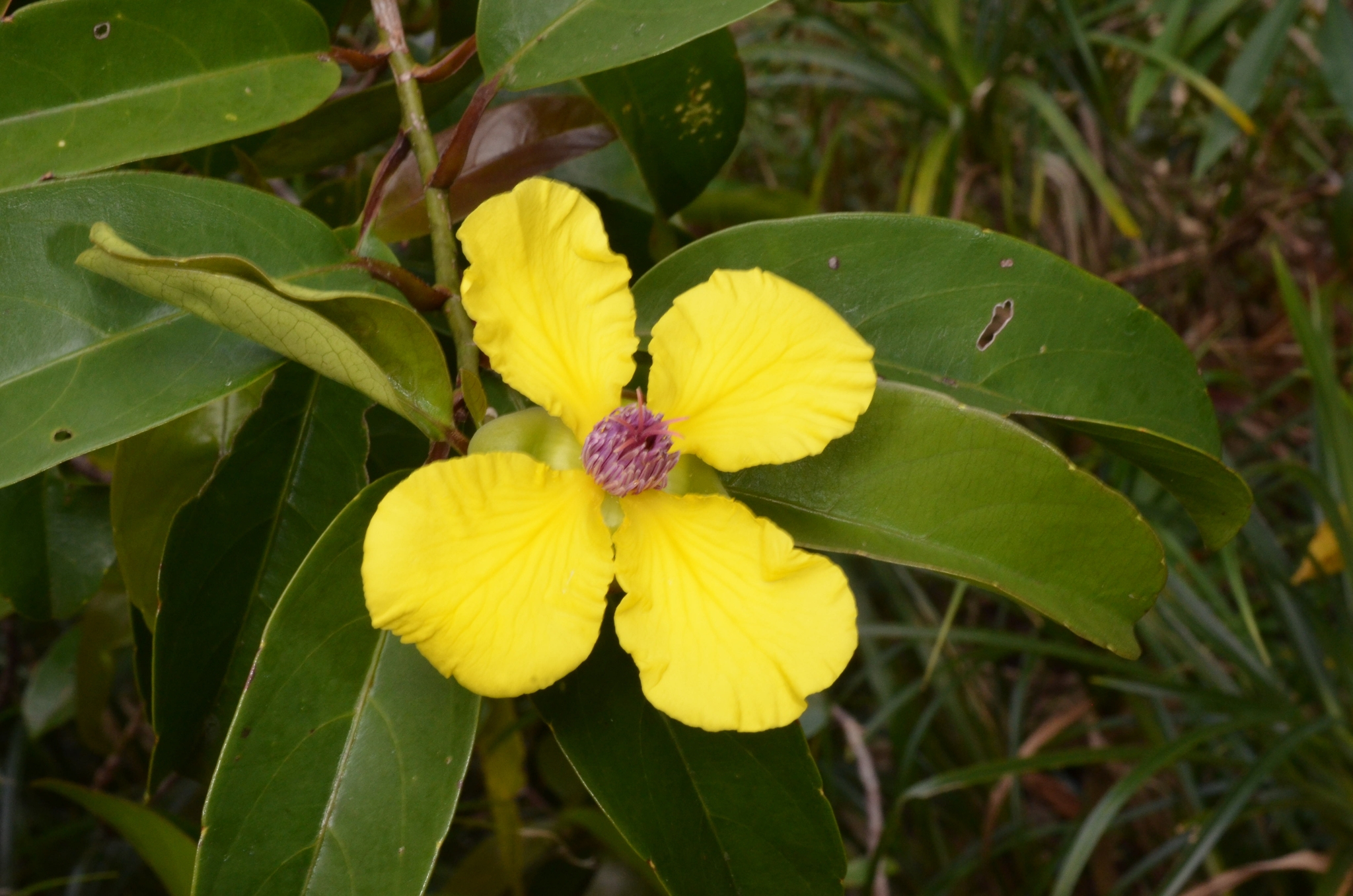 Dillenia tetrapetala (Dillenia tetrapetala)
