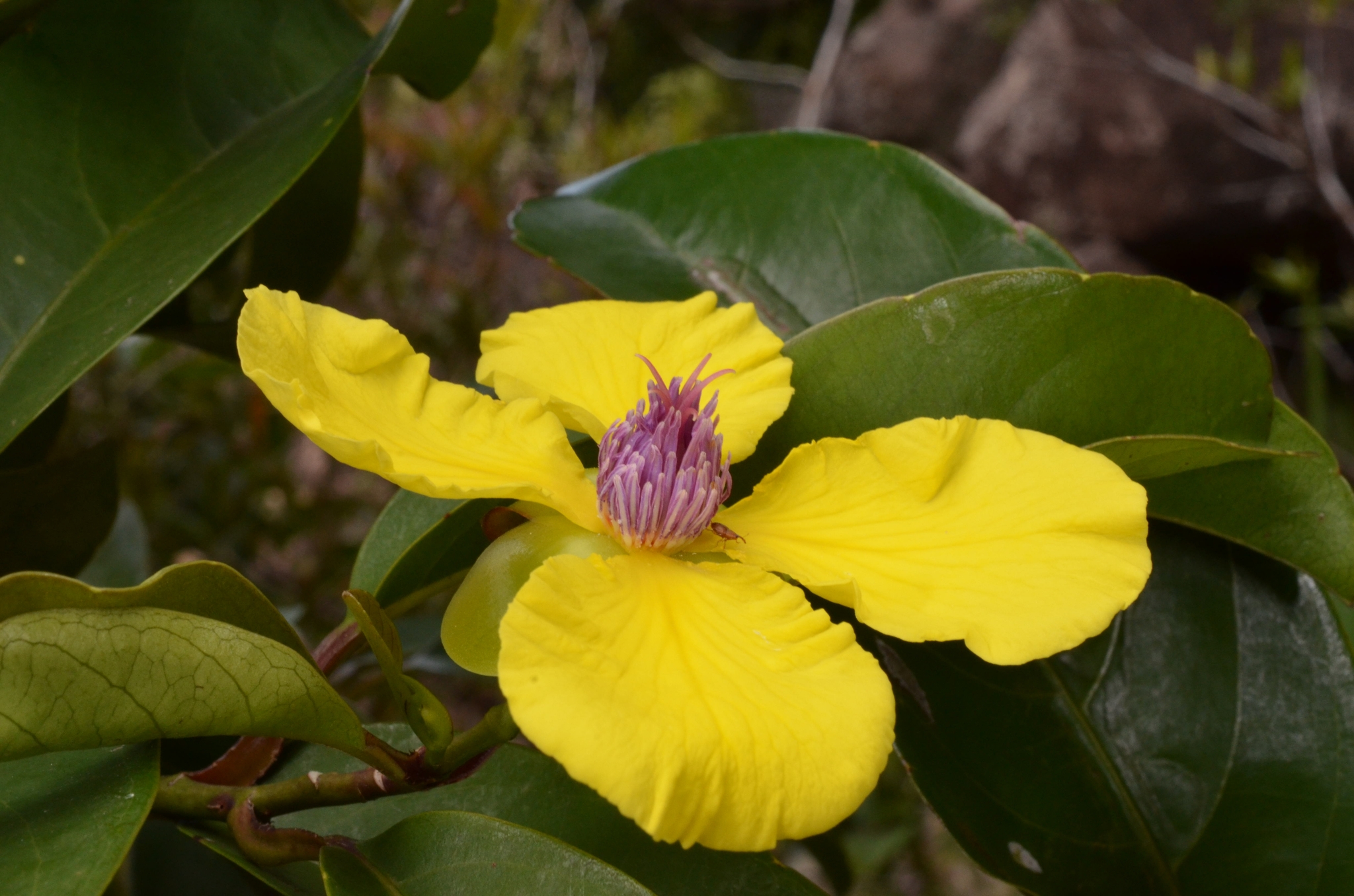 Dillenia tetrapetala — ảnh 2