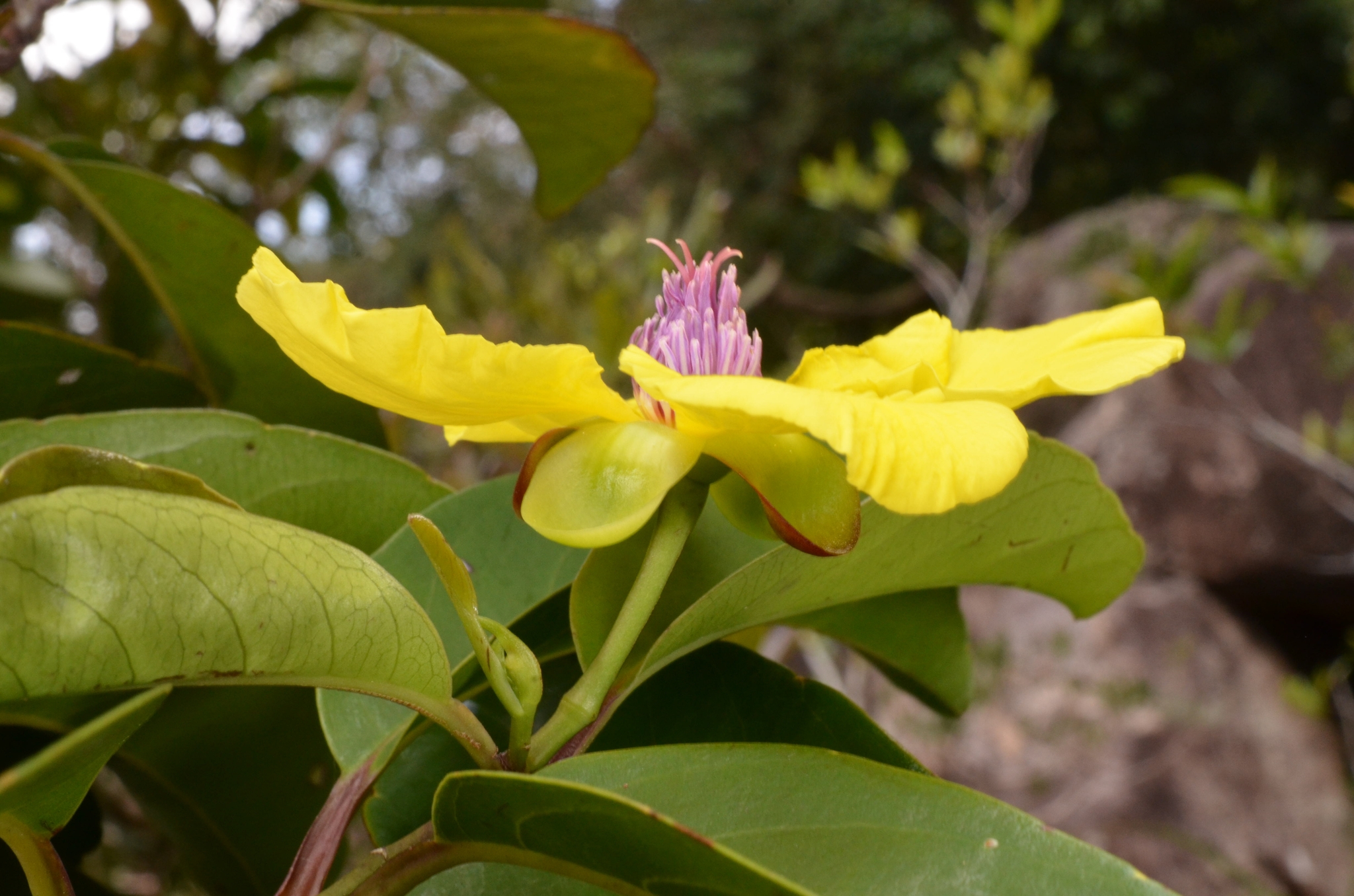 Dillenia tetrapetala — ảnh 3