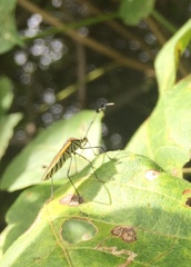 Plapigus circumcinctus