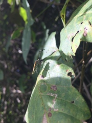 Plapigus circumcinctus