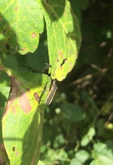 Plapigus circumcinctus