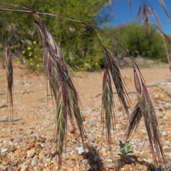 Bromus pectinatus