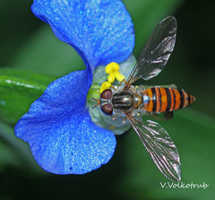 Episyrphus balteatus