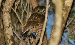 Ninox leucopsis