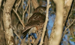 Ninox leucopsis