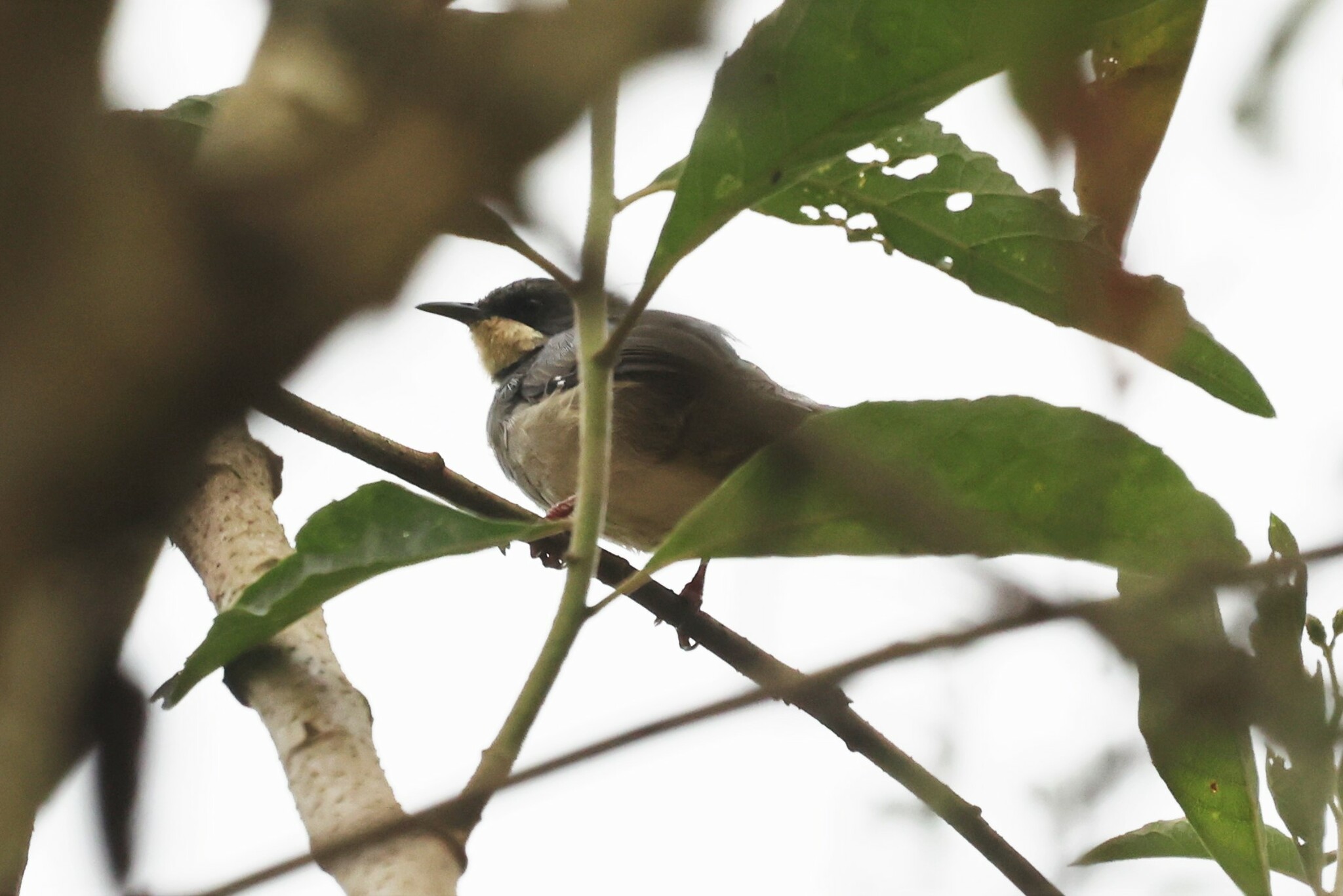 White-chinned Prinia (Schistolais leucopogon), photo 3