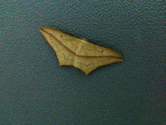 Timandra convectaria