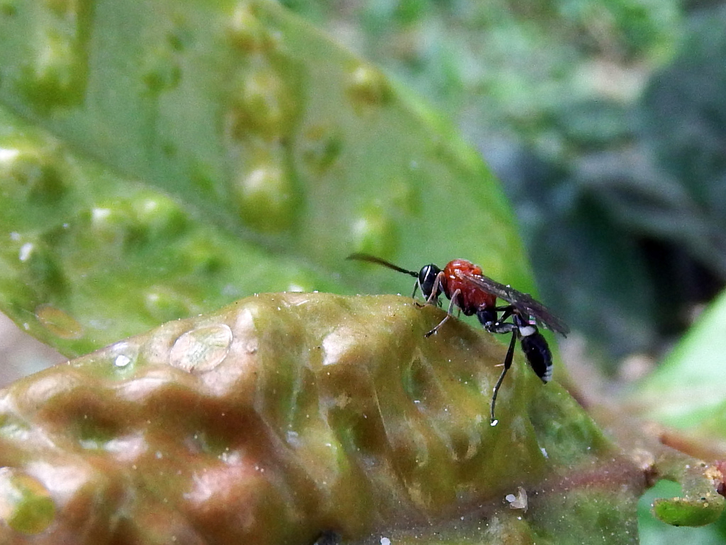 Neotypus nobilitator