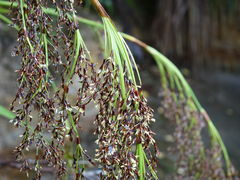 Machaerina sinclairii