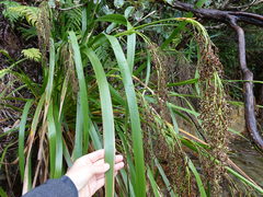 Machaerina sinclairii