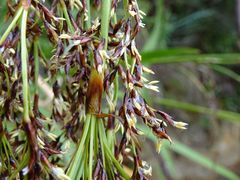 Machaerina sinclairii