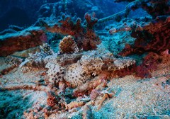 Cymbacephalus beauforti