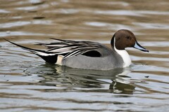 Northern Pintail photo 2
