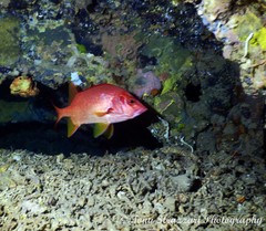 Sargocentron spiniferum