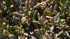 Malephora uitenhagensis