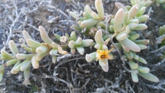 Malephora uitenhagensis