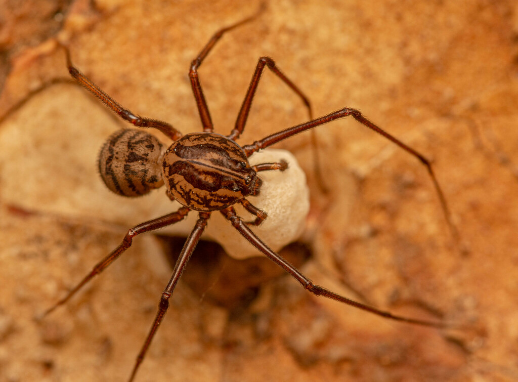 Port Elizabeth spitting spider