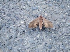 Marumba cristata bukaiana